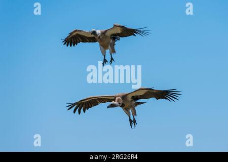 Two white-backed vultures, Gyps africanus, n flight. Seronera, Serengeti National Park, Tanzania Stock Photo