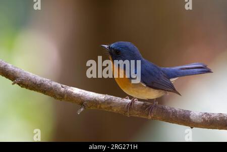 Hill Blue Flycatcher (Cyornis banyumas whitei), adult male perched on a branch at Doi Ang Khang, Thailand Stock Photo