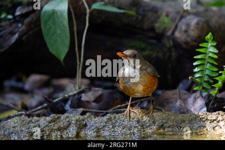 Black-breasted Thrush (Turdus dissimilis) adult female at Doi Angkang, Thailand Stock Photo