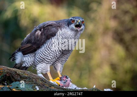 Northern; Goshawk; Accipiter gentilis sitting on a branch eating it's prey. Bird is checking the surrounding and calling. Taken from the front. Stock Photo