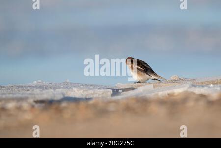 Snow Bunting (Plectrophenax nivalis) 2cy female preening at a beach near Esbjerg, Denmark Stock Photo