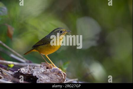Golden Bush Robin (Tarsiger chrysaeus) at Doi Lang, Thailand Stock Photo