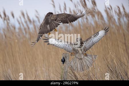 Common Buzzard (Buteo buteo buteo) two birds fighting over a fence post at Nivå, Denmark Stock Photo