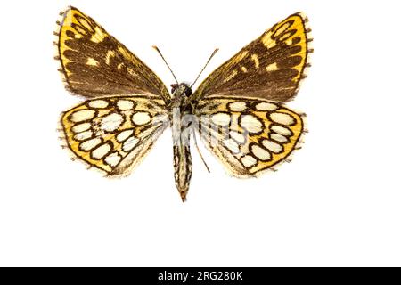 Large Chequered Skipper, Heteropterus morpheus Stock Photo