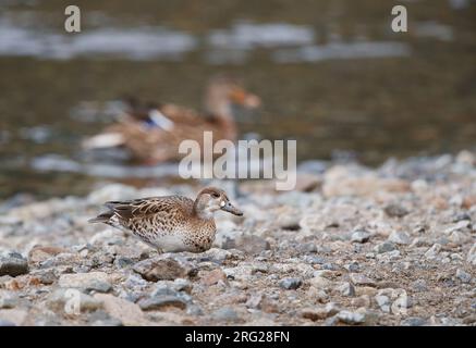 Wintering female Baikal Teal (Anas formosa) in Japan. Walking on the shore. Stock Photo