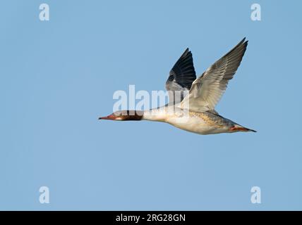 Female Goosander (Mergus merganser merganser) flying, migrating in blue sky showing underside and underwing Stock Photo