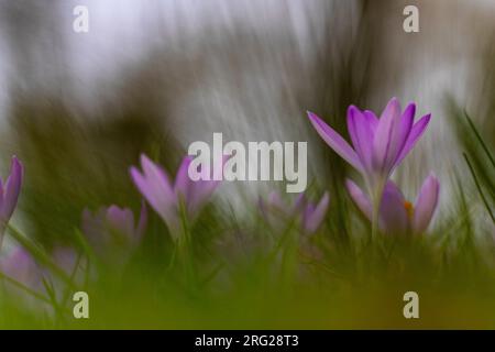 Early Crocu, Crocus tommasinianus Stock Photo