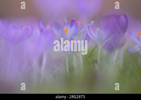 Early Crocu, Crocus tommasinianus Stock Photo