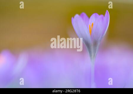 Early Crocu, Crocus tommasinianus Stock Photo