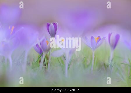 Early Crocu, Crocus tommasinianus Stock Photo