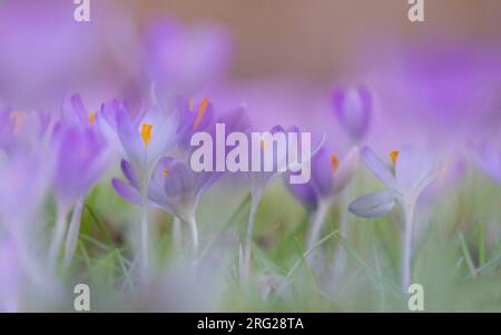 Early Crocu, Crocus tommasinianus Stock Photo
