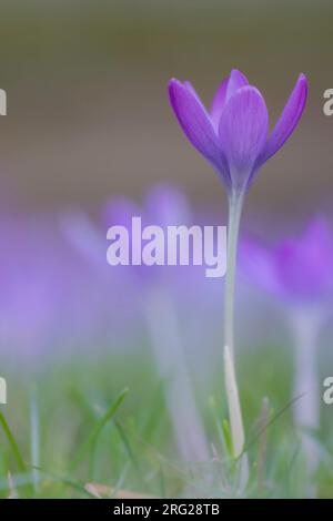 Early Crocu, Crocus tommasinianus Stock Photo