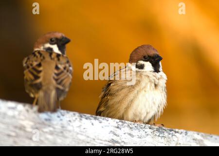 A couple of Eurasian Tree Sparrows (Passer montanus) against a light brown background. Stock Photo