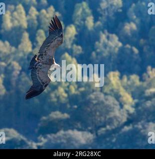 Flying Griffon Vulture (Gyps fulvus) in the Extremadura in Spain. Going to land to roost. Stock Photo