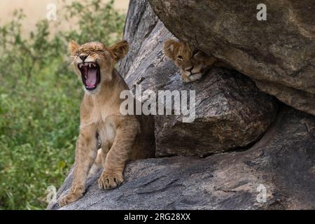 Two lion cubs, Panthera leo, on a kopje, one yawning and the other looking at the camera. Seronera, Serengeti National Park, Tanzania Stock Photo