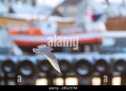 Wintering immature Iceland Gull (Larus glaucoides) in harbour in arctic north Norway Stock Photo