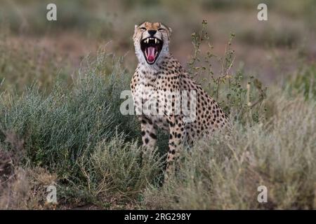 A cheetah, Acinonyx jubatus, yawning. Ndutu, Ngorongoro Conservation Area, Tanzania Stock Photo