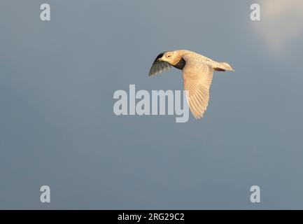 Wintering second calendar year Iceland Gull (Larus glaucoides) flying over arctic harbour in Varangerfjord, northern Norway. Stock Photo