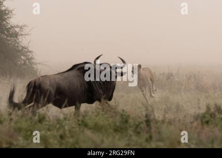 A young cheetah, Acinonyx jubatus, hunting a blue wildebeest calf, Connochaetes taurinus. Ndutu, Ngorongoro Conservation Area, Tanzania Stock Photo