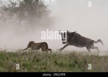 A young cheetah, Acinonyx jubatus, hunting a blue wildebeest calf, Connochaetes taurinus. Ndutu, Ngorongoro Conservation Area, Tanzania Stock Photo