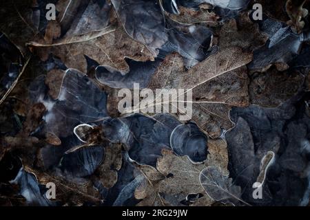 Berijpt blad, Frosted leaves Stock Photo