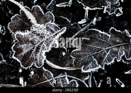 Berijpt blad, Frosted leaves Stock Photo