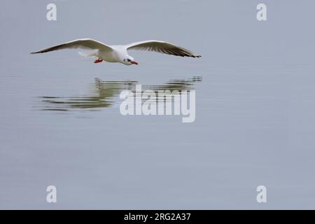 Kokmeeuw winterkleed vliegend boven water; Common Black-headed Gull winterplumage flying above water Stock Photo