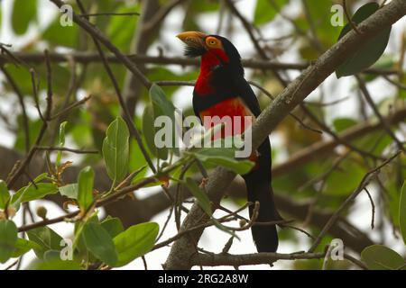 Bearded Barbet (Lybius dubius), adult female perched in a tree in Abuko Nature reserve, Gambia Stock Photo