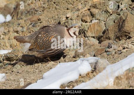 Himalayan snowcock (Tetraogallus himalayensis) perched in the snow in the mountains Stock Photo