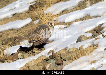 Himalayan snowcock (Tetraogallus himalayensis) perched on a rock with snow in the mountains Stock Photo
