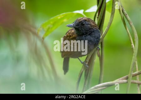 Male Spiny-faced Antshrike (Xenornis setifrons) perched on a branch in a rainforest in Panama. Also known as Speckled Antshrike. Stock Photo