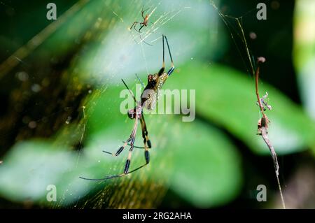 A female golden silk orb-weaver spider, Nephila clavipes, with a smaller male in her web. Osa Peninsula, Costa Rica. Stock Photo