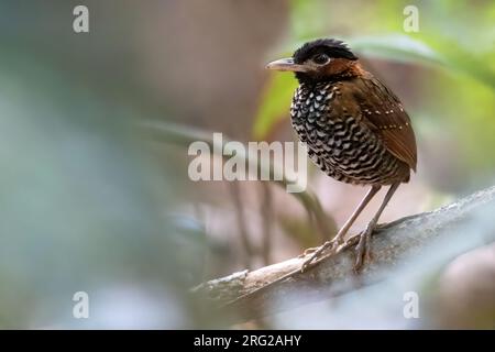 Black-crowned Antpitta (Pittasoma michleri) perched on a branch in a rainforest in Panama. Stock Photo