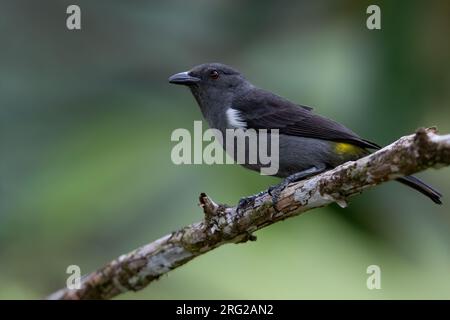 Sulphur-rumped Tanager (Heterospingus rubrifrons) perched on a branch in a rainforest in Panama. Stock Photo