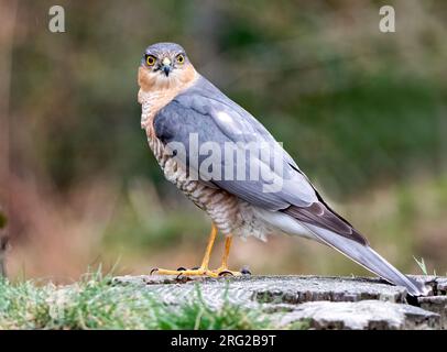 Eurasian Sparrowhawk (Accipiter nisus) adult male perched on a branch Stock Photo