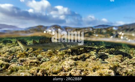 Juvenile Lemon Shark (Negaprion brevirostris) swimming in shallow water close to the shore of Shark Bay, Sal, Cape Verde. Stock Photo