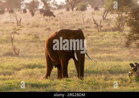 An African elephant, Loxodonta africana, at sunrise. African buffalo graze in the distance. Lualenyi Game Reserve, Kenya. Stock Photo