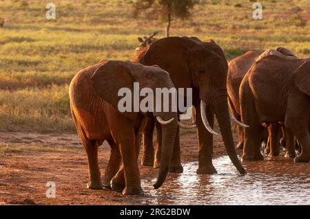 A herd of African elephants, Loxodonta africana, drinking at a waterhole. Lualenyi Game Reserve, Malindi, Kenya. Stock Photo