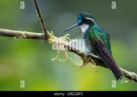 White-throated Mountaingem (Lampornis castaneoventris) perched on a branch, against a green background, in a montane rainforest in Panama. Stock Photo