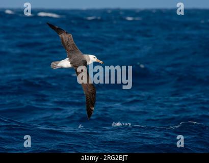 Immature Black-browed Albatross (Thalassarche melanophris) in flight over the southern Atlantic ocean. Stock Photo