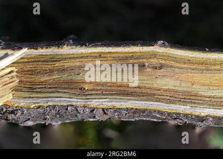 growth rings of a sumac sumach or rhus tree with colourful striations also called a staghorn coriaria or typhina the anacardiaceae or cashew family Stock Photo