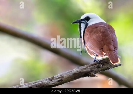 Wintering male Three-wattled Bellbird (Procnias tricarunculatus) perched on a branch in a montane rainforest in Panama. They are more often heard than Stock Photo