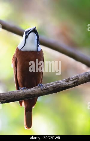 Male Three-wattled Bellbird (Procnias tricarunculatus) perched on a branch in a rainforest in Panama. Stock Photo