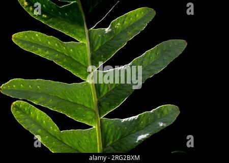 Intermediate Polypody, Polypodium Intermediate Polypody, Polypodium interjectum Stock Photo