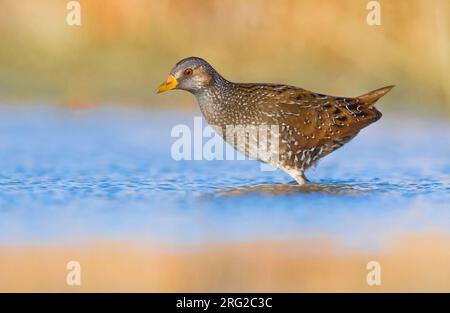 Adult Spotted Crake (Porzana porzana) standing in shallow water in freshwater pool in Italy. Stock Photo