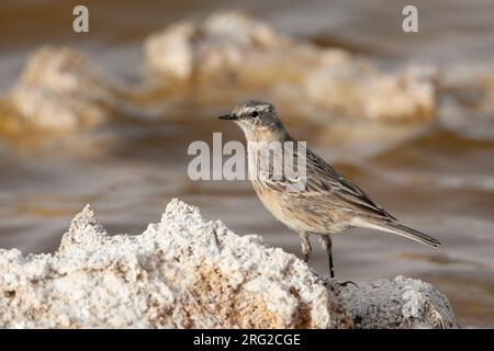 Caucasian Water Pipit (Anthus spinoletta coutellii) during spring migration at saltpans of KM20 near Eilat, Israel. Stock Photo