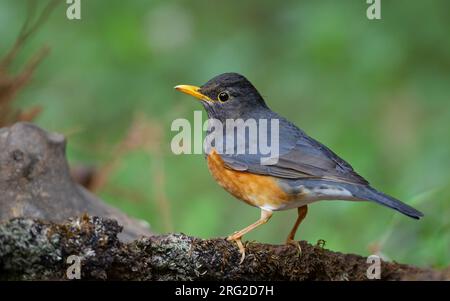 Black-breasted Thrush (Turdus dissimilis) adult male at Doi Angkang, Thailand Stock Photo