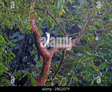 Collared Forest-Falcon (Micrastur semitorquatus) perched in a tree in Mexico. Stock Photo