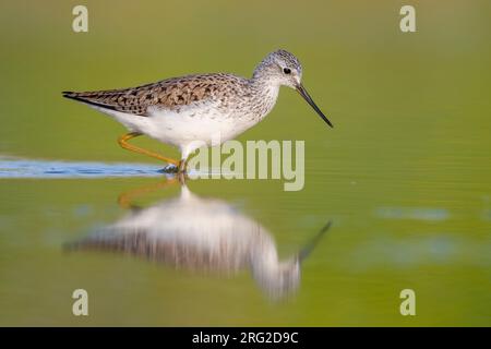 Marsh Sandpiper (Tringa stagnatilis), side view of an adult standing in the water, Campania, Italy Stock Photo