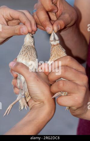 Common Quail (Coturnix coturnix) during spring migration in Eilat, Israel.  Caught and ringed at Eilat bird ringing station. Male (right) and female. Stock Photo